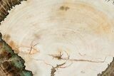 Polished Petrified Wood (Araucaria) Round - Madagascar #361491-1